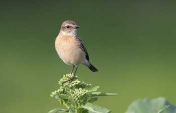 Bird rests on cole flower in Fuzhou