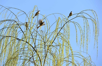 Willow trees bud across China