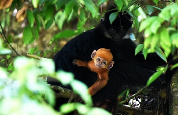 Number of Francois' langurs increases in Guizhou