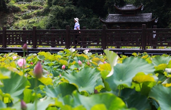 Scenery of lotus flowers on outskirts of Yingshan Township in China's Guizhou