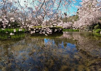 Scenery of cherry blossoms in Wellington, New Zealand