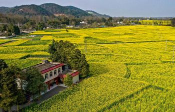 In pics: cole flower fields in Sichuan