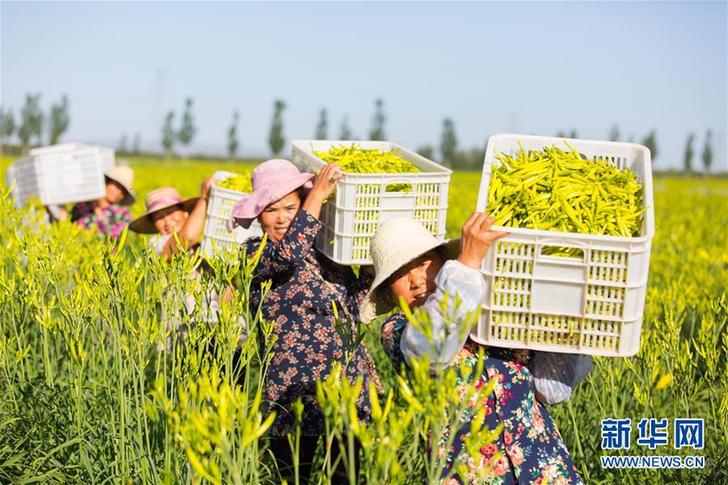 （在習(xí)近平新時代中國特色社會主義思想指引下——新時代新作為新篇章·鄉(xiāng)村振興戰(zhàn)略·圖文互動）（1）一株忘憂草，萬家喜眉梢——山西省大同市云州區(qū)黃花產(chǎn)業(yè)扶貧觀察