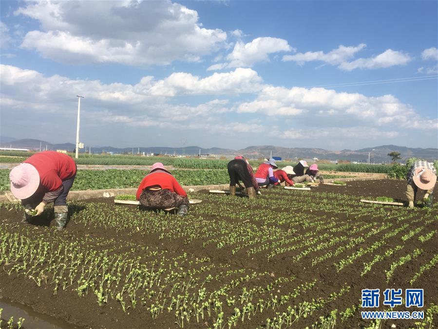 （新华全媒头条·图文互动）（8）沧海桑田一指间——6个村庄的70年巨变 