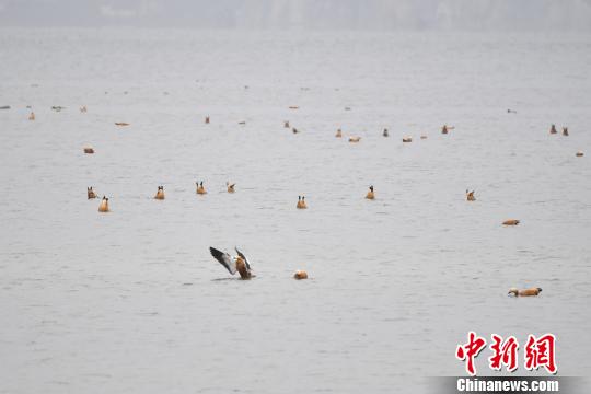 图为在纳帕海湿地栖息的候鸟?！×跞窖?摄