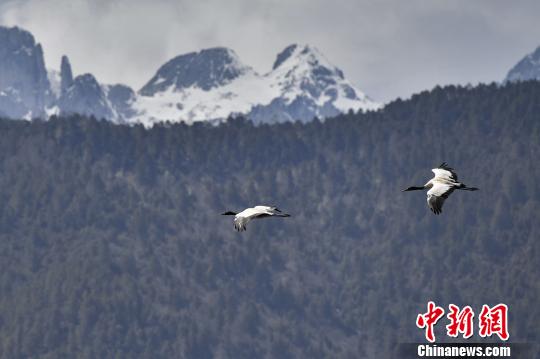 图为在纳帕海湿地上空飞翔的黑颈鹤。　刘冉阳 摄