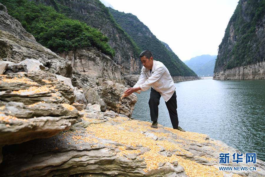 （在习近平新时代中国特色社会主义思想指引下——新时代新作为新篇章）（3）重庆巫山：“生态宝贝”变身“摇钱树”