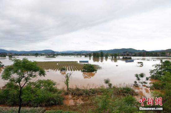 資料圖：湖南省臨武縣武水鎮(zhèn)、南強(qiáng)鎮(zhèn)、汾市鎮(zhèn)、水東鎮(zhèn)、金江鎮(zhèn)等鄉(xiāng)鎮(zhèn)遭遇特大暴雨襲擊，導(dǎo)致大量民房和農(nóng)田被淹。據(jù)不完全統(tǒng)計(jì)，該縣數(shù)千戶民房被淹，數(shù)十萬(wàn)畝農(nóng)田、果園、煙田被淹斷收，直接經(jīng)濟(jì)損失達(dá)數(shù)千萬(wàn)元。災(zāi)情發(fā)生后，當(dāng)?shù)卣跋嚓P(guān)部門第一時(shí)間奔赴受災(zāi)鄉(xiāng)鎮(zhèn)轉(zhuǎn)移群眾，察看災(zāi)情并積極組織村民排澇自救、發(fā)放救災(zāi)物資、開(kāi)展保險(xiǎn)理賠等工作。目前救災(zāi)工作正在有序進(jìn)行，無(wú)人員傷亡。唐盛歡 攝