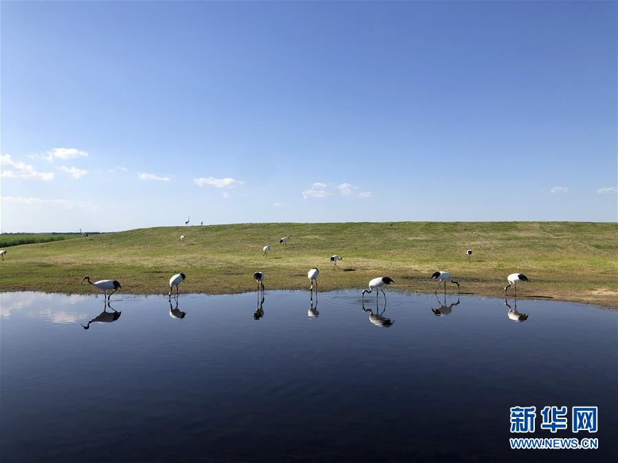 （在习近平新时代中国特色社会主义思想指引下——新时代新作为新篇章·图文互动）（1）从“人鸟争食” 到“人鹤和谐”——湿地生态?；さ?ldquo;扎龙探索”