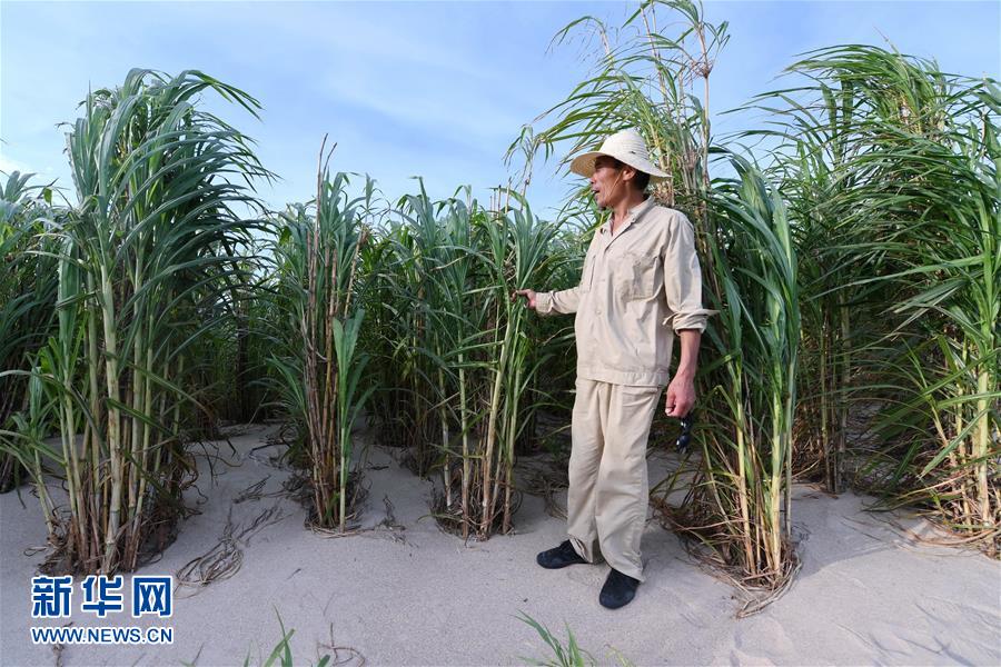 （不忘初心、牢记使命·图文互动）（3）拳拳寸草心 浓浓报国情——记“菌草之父”林占熺