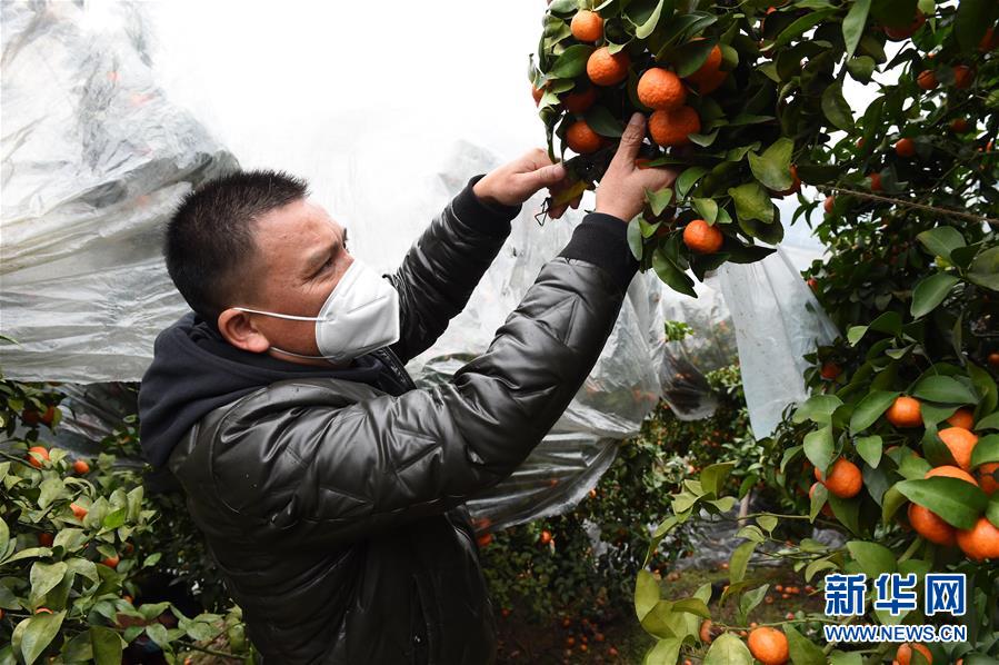 （图文互动）（8）与疫情抗争 与春光同行——广西农村春耕备耕一线观察