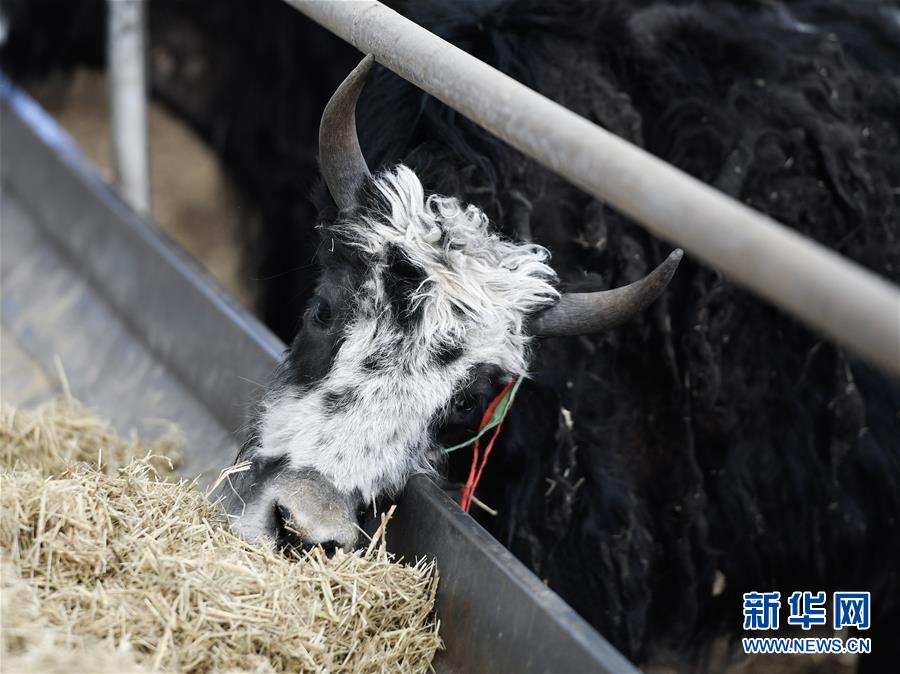 （圖文互動）（6）青海省所有貧困縣脫貧摘帽