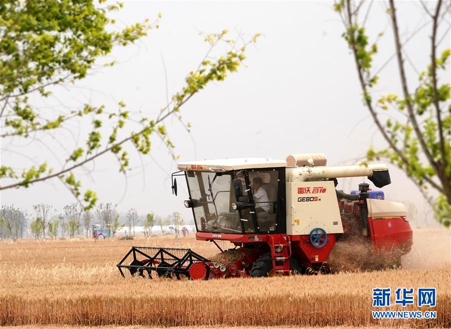 （新華全媒頭條·圖文互動）（8）庚子之豐——2020年河南夏糧豐收圖景