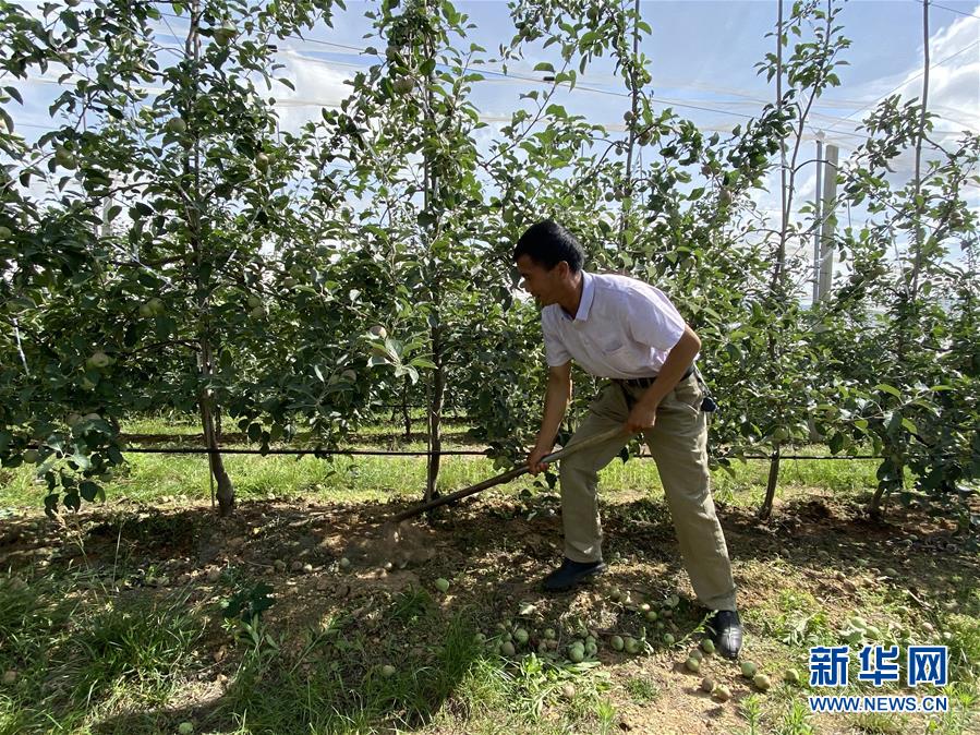 （决战决胜脱贫攻坚·图文互动）（1）高原红了，日子好了——贵州海拔最高县发展苹果产业见闻