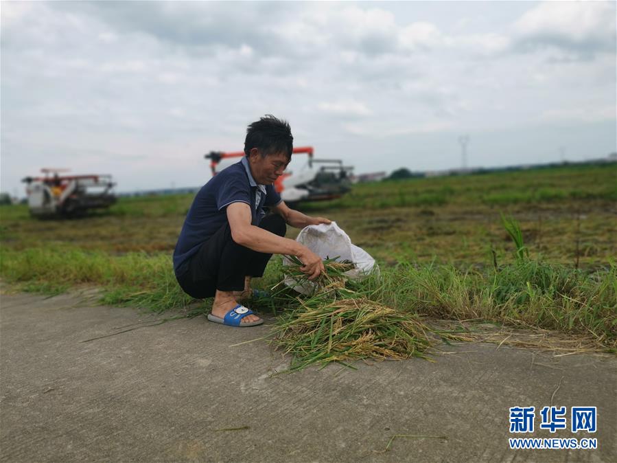 （新华视点·聚焦餐桌外的浪费·图文互动）（1）颗粒归仓为何难实现？我国粮食收割环节损失惊人