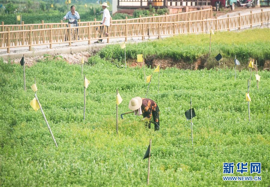 （新华全媒头条·走向我们的小康生活·图文互动）（9）特殊之年，荆楚大地书写不平凡的答卷