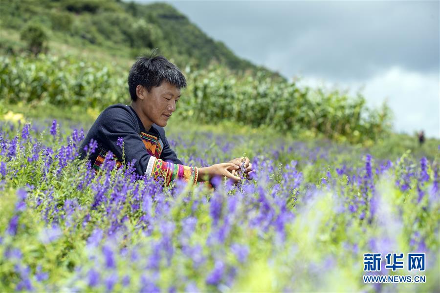 （乡村振兴·图文互动）（6）凉山深处有“黄金”