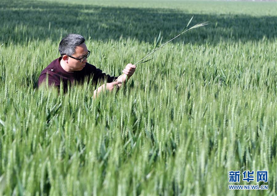 （在习近平新时代中国特色社会主义思想指引下——新时代新作为新篇章·习近平总书记关切事·图文互动）（5）新农事、新希望——夏收前田间新动态扫描