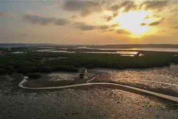 十年树木、红树成林——“海上森林”回归记