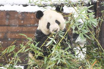 “萌寶”戲雪