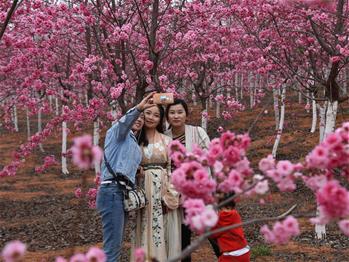 樱花漫山，一份14年的等待