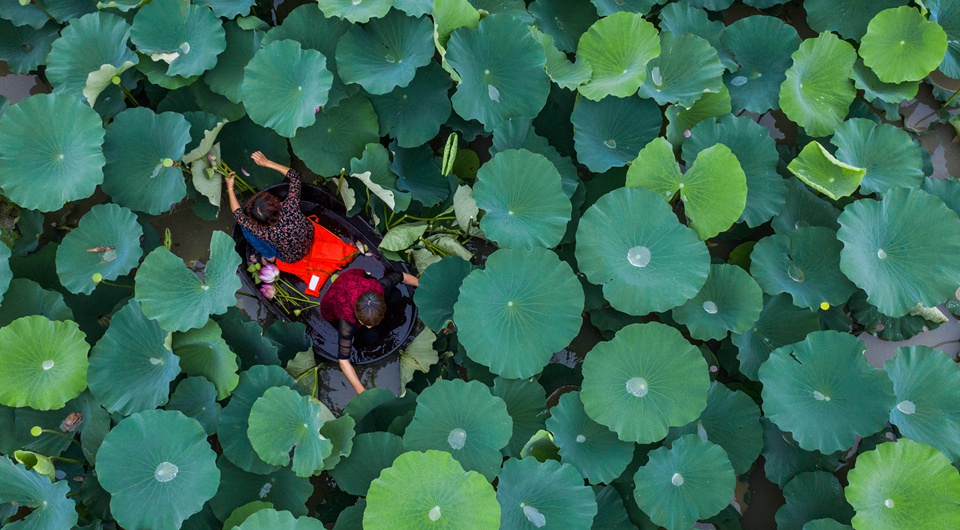 江南水乡“庆端午 划菱桶”