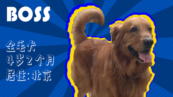 有效拴绳&科学遛狗——如何文明养犬？“捡屎官”们快看过来！