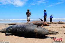 秘鲁海岸近千海豚搁浅后死亡 原因不明