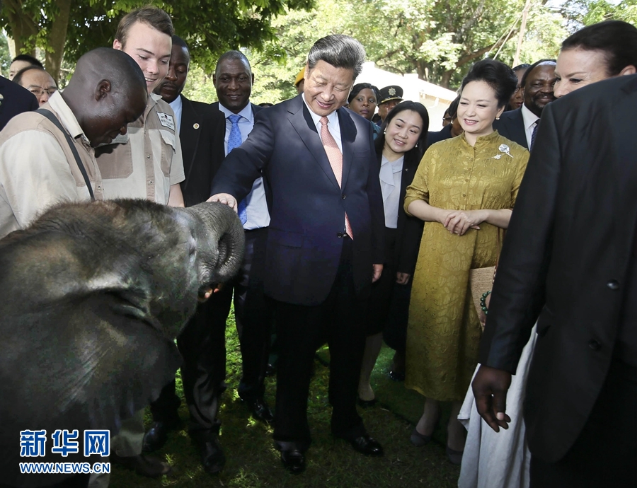 12月2日，国家主席习近平在津巴布韦考察野生动物救助基地。在基地负责人陪同下，习近平和夫人彭丽媛察看了基地救助的野生动物，并给大象、长颈鹿递喂水果、树叶。新华社记者 兰红光 摄 