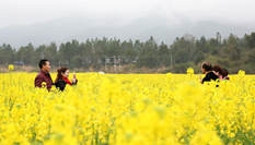 航拍江西吉水千畝油菜花盛開(kāi)