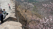 山花烂漫慕田峪