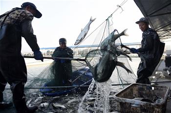 魚(yú)躍人歡冬捕忙