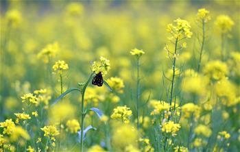 西藏：油菜花開(kāi)似金毯