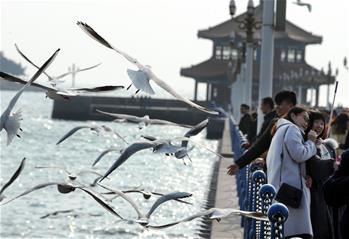 冬日栈桥观海鸥